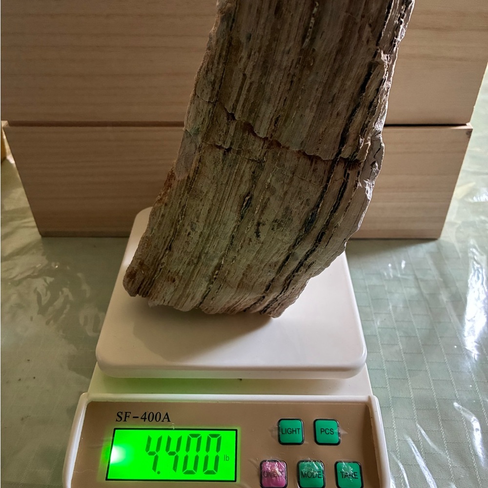 Large Rare Petrified Wood W Agate Veins Specimen Rough 4.4 Lbs - Picture 8 of 16